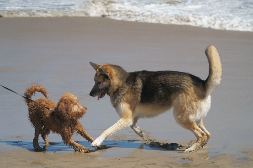 Attacked by a dog? Understand Dog Bite Laws in California: What Victims Need to Know to hold owners liable. Contact our expert attorneys now for free help!
