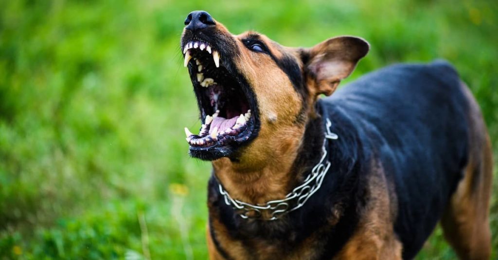 How Long to Sue for Dog Bite Injury