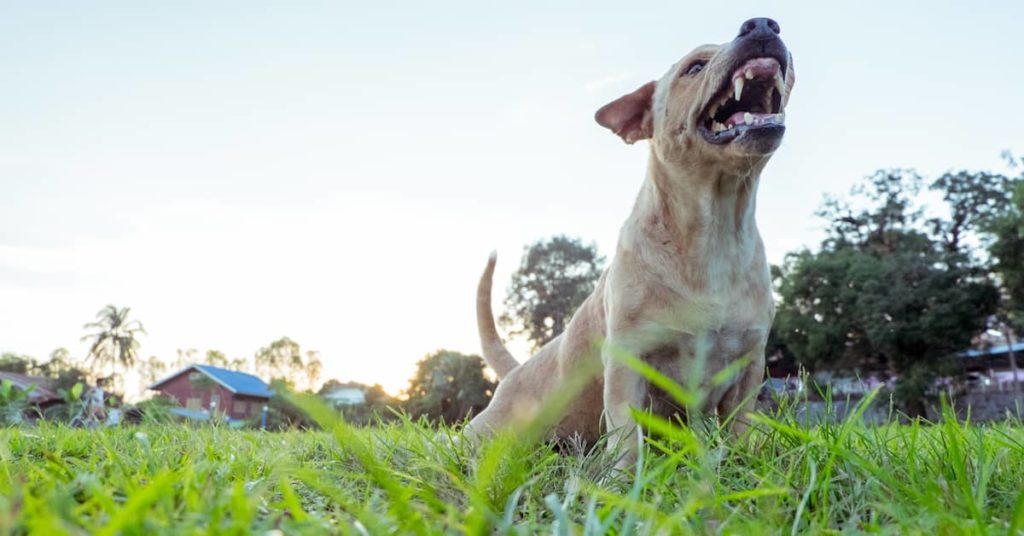 10 Steps to Take After a Dog Bite