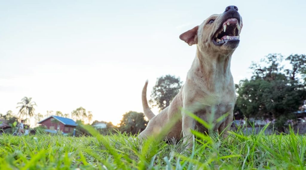 10 Steps to Take After a Dog Bite | The Law Offices of Mickey Fine