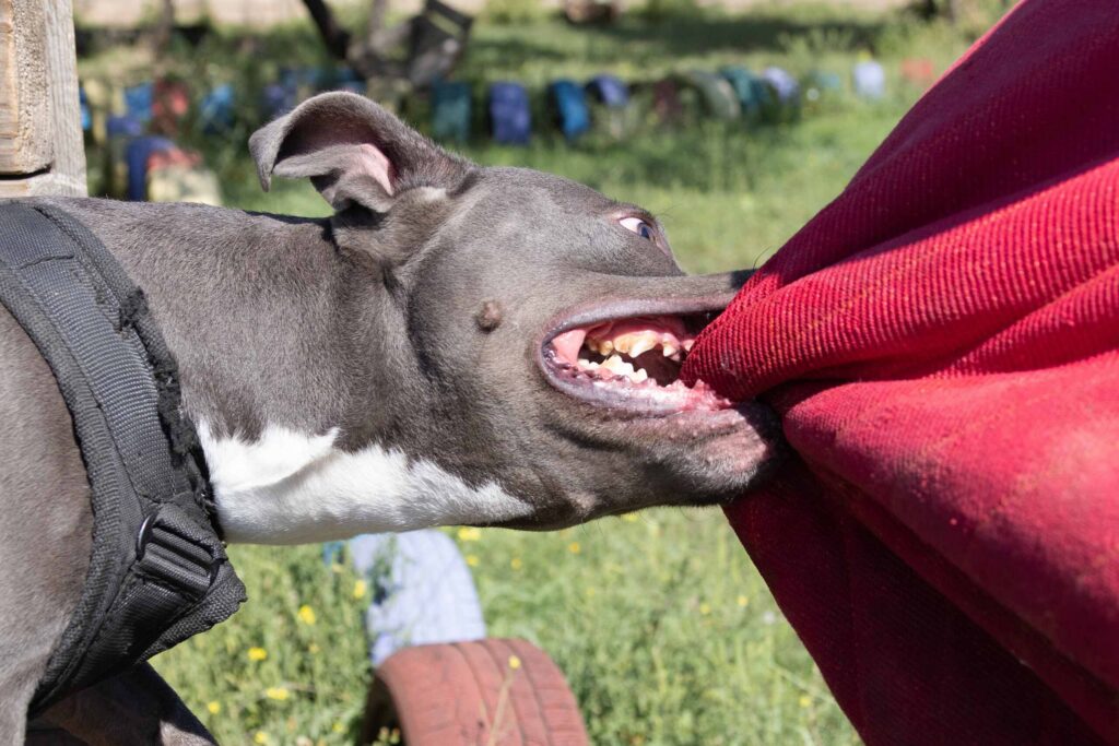 A dog biting a piece of fabric illustrates the risks of injury and asks is your Bakersfield dog bite infected.