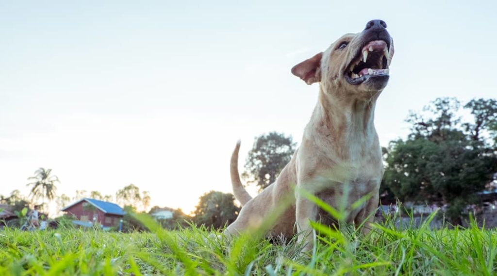 a dog barks just before it bites | The Law Offices of Mickey Fine