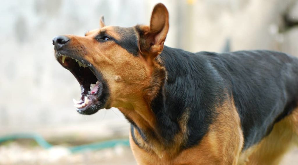 a canine barks before a dog bite attack | The Law Offices of Mickey Fine
