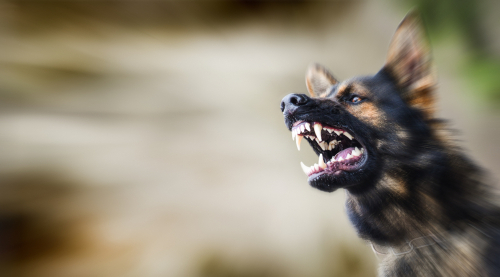 Perro pastor alemán mostrando los dientes y gruñendo agresivamente.