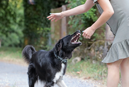 Black dog showing teeth and growling while a person reaches out on a path.