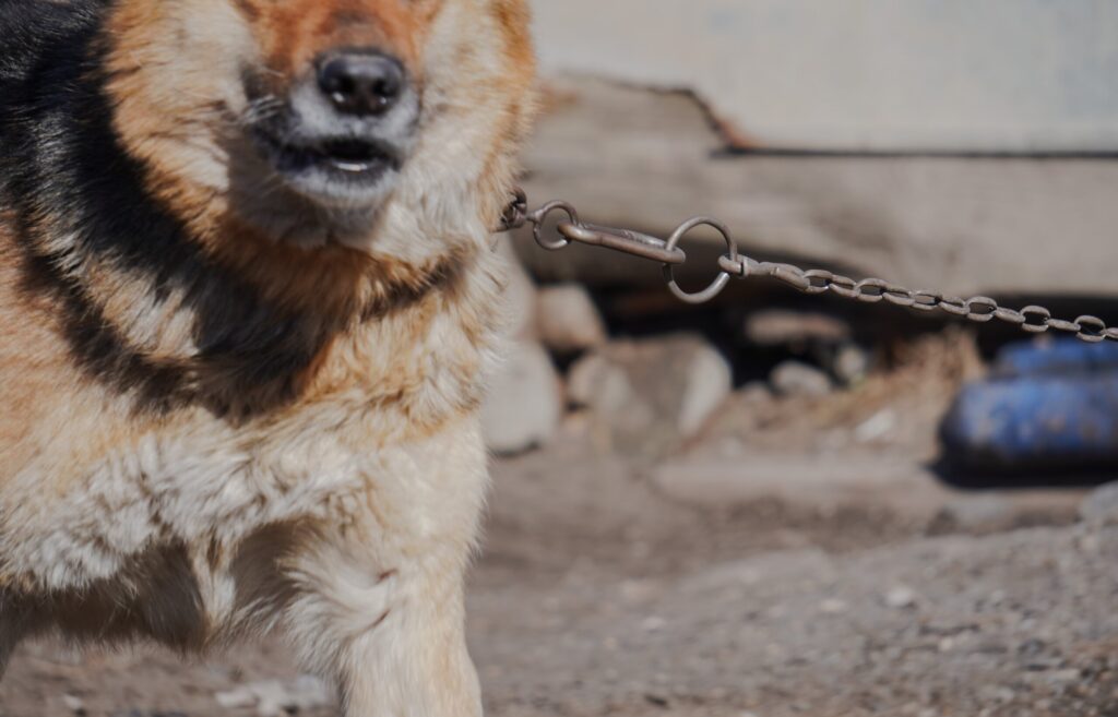 Un perro que ladra y tira de una correa de cadena ilustra los casos que defienden los abogados especializados en mordeduras de perro de Bakersfield.