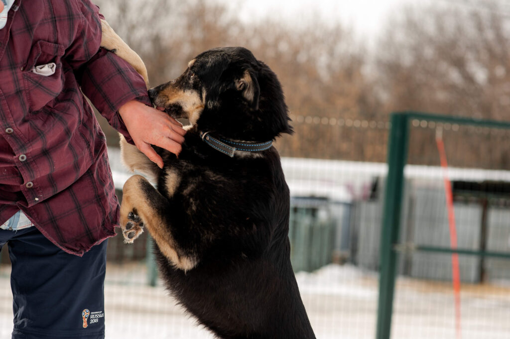 A black and tan dog jumping up and biting a person on the arm illustrates a situation requiring awareness of Signs of Staph Infection After a Dog Bite.