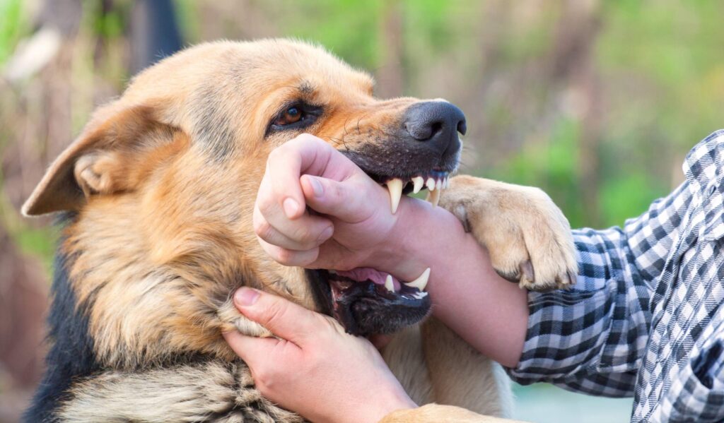 A dog actively biting a person's hand and wrist shows a severe injury where watching for Signs of Staph Infection After a Dog Bite is crucial.