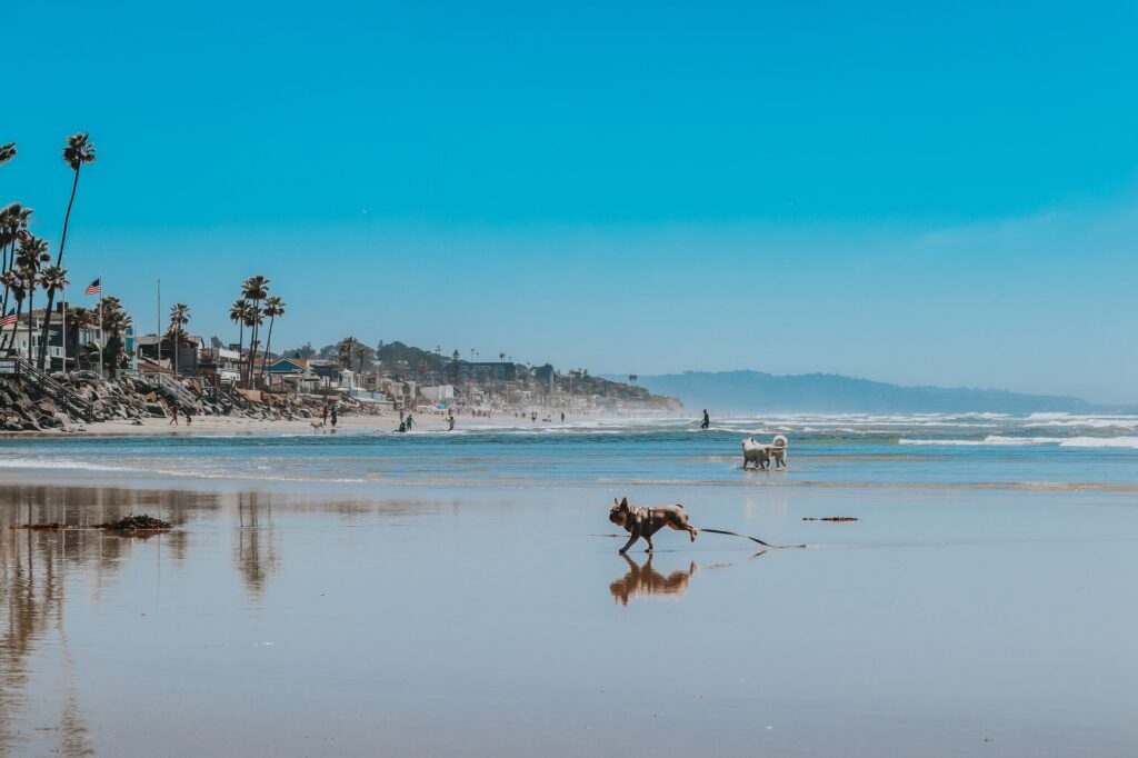 A dog running along a California coastline relates to legal rights and What Is the Statute of Limitations for a Dog Bite Claim in California.
