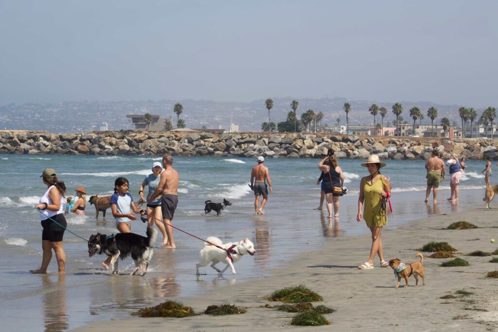 People walking dogs on a crowded public beach highlights situations where knowing What Is the Statute of Limitations for a Dog Bite Claim in California is critical.